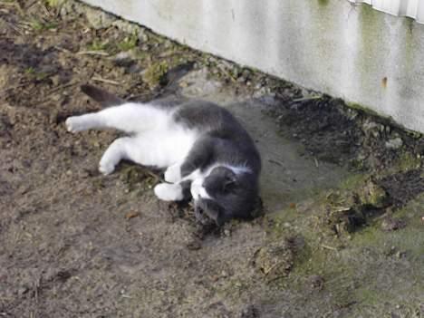 Blanding af racer Vesterbæks Stumbe billede 8