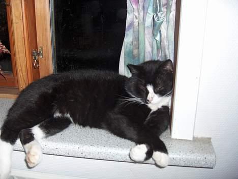 Huskat Lille Per Mussen - Lille per, liger i sin elskede vindues kam,.,.!  billede 4