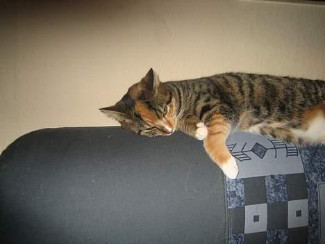 Blanding af racer Gucci - Som vi kender hende... billede 2