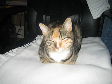 Blanding af racer Gucci - Tager lige en lille lur... billede 3