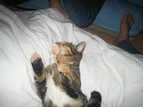 Blanding af racer Gucci - Nus mig på maven moar!!!! billede 4