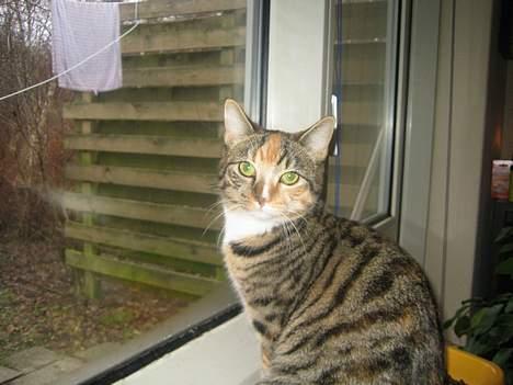 Blanding af racer Gucci - Sidder lige og kigger ud af vinduet, man kunne jo være heldig at der fløj en fugl forbi. billede 5