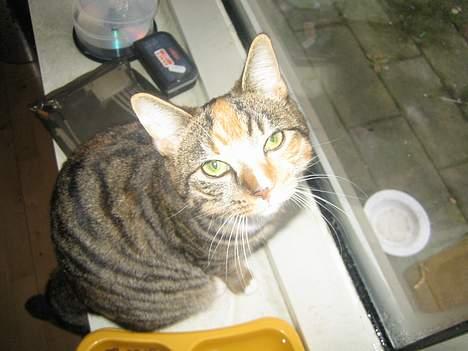 Blanding af racer Gucci - Kom du lige der mor?? billede 6