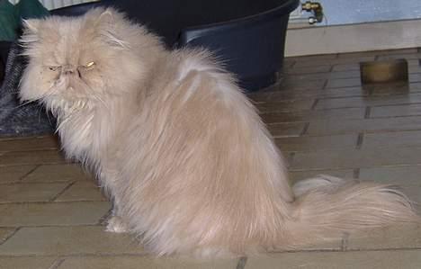 Perser Tigi *solgt* billede 15