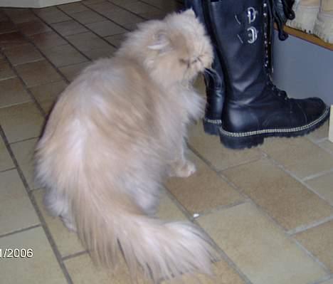 Perser Tigi *solgt* billede 16