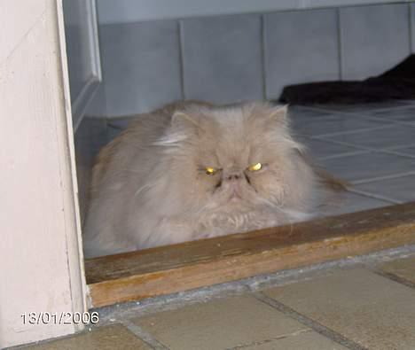 Perser Tigi *solgt* billede 17