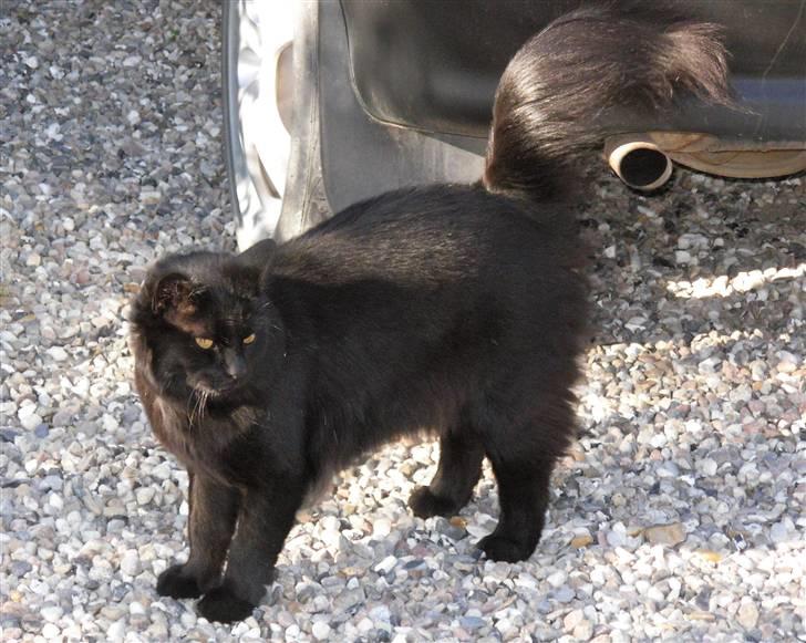 Norsk Skovkat Gismo  - Foto: Katja den 21-06-08 billede 1