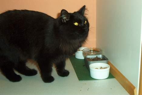 Norsk Skovkat Gismo  - Gismo... <3 billede 2