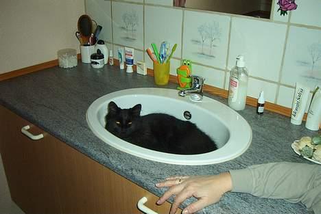 Norsk Skovkat Gismo  - »Så er jeg klar til mit karbad ;p « billede 3