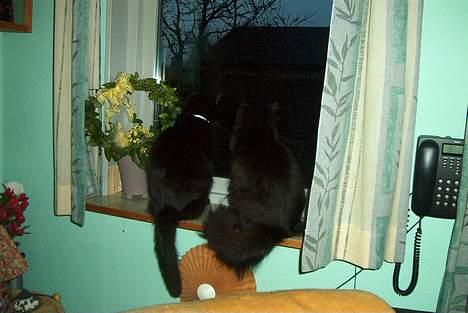 Norsk Skovkat Gismo  - To gamle venner sidder og nyder udsigten sammen.. <3  billede 4