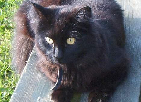 Norsk Skovkat Gismo  - <3 Her er jeg.. <3 billede 5