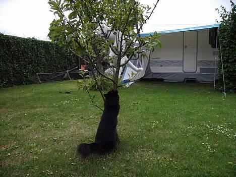 Norsk Skovkat Gismo  - Løven der leger med Tigeren i træet ;p billede 6