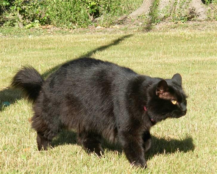 Norsk Skovkat Gismo  - Foto: Katja den 21-06-08 billede 7