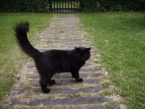 Norsk Skovkat Gismo  billede 8