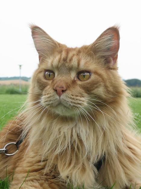 Maine Coon BALDER - HER ER HAN SÅ....BARE SÅ DEJLIG. IKKE FOR SJOV HAN BLIVER KALDT KONGEN. billede 1