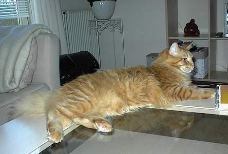 Maine Coon BALDER - BALDER SER TEGNEFILM billede 2