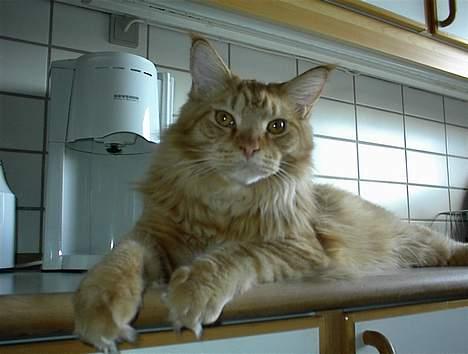 Maine Coon BALDER - TRONER PÅ KØKKEN BORDET. billede 3