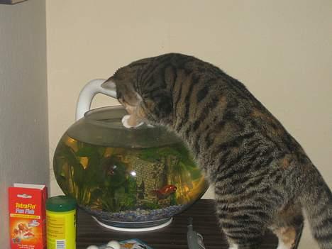 Blanding af racer Gucci - ihh.... de er så sjove! billede 7