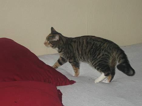 Blanding af racer Gucci - på vej i seng. billede 8