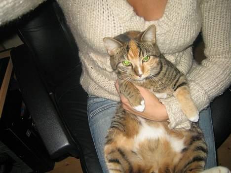 Blanding af racer Gucci - Mmmmm.... dejligt at sidde her. billede 9