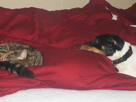 Blanding af racer Gucci - Ligger og putter med Bølle billede 10