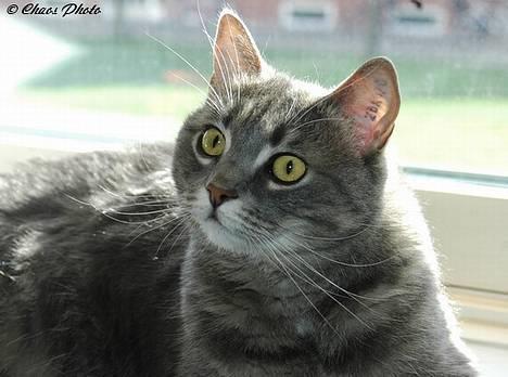 Huskat Simba (Himmelkat) billede 11