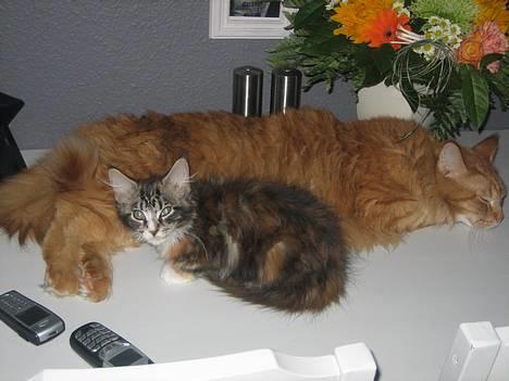 Maine Coon BALDER - jeg lytter efter hvad de 3 andre laver. billede 4