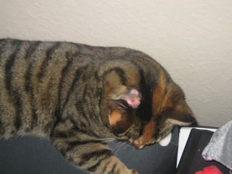 Blanding af racer Gucci - 16. januar 2006 Gucci har været til dyrlæge, og her kan man se hvorfor. Hun er blevet barberet. Og er på penicillin... Håber det går i orden igen. billede 12