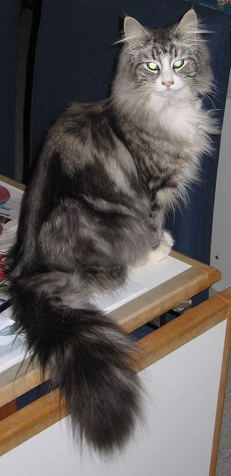 Norsk Skovkat Fluffy - Se min flotte hale. Første billede. Tidligere ejer har klippet i halskraven. billede 2