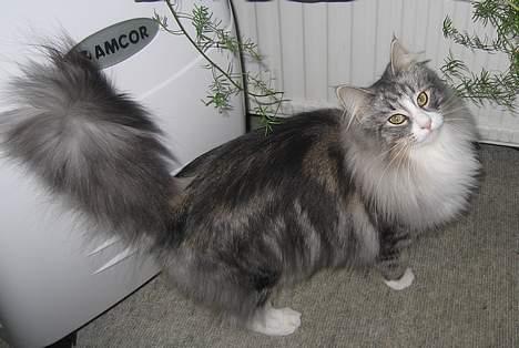 Norsk Skovkat Fluffy - Af en skovkat er den vist ret lille billede 4