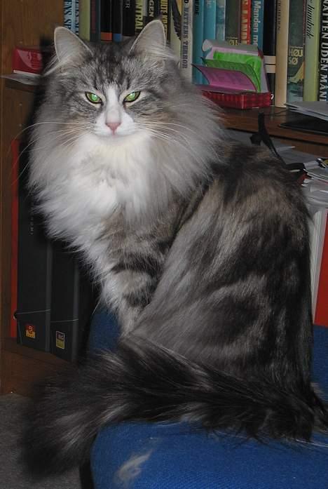 Norsk Skovkat Fluffy - Se min flotte halskrave billede 5