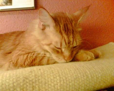 Maine Coon BALDER - zzzzzz billede 5