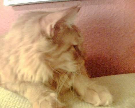 Maine Coon BALDER - spinde spinde... billede 6