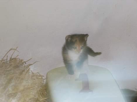 Blanding af racer Fighter *død* - Figther i "teenage"-alderen...   (25/6-05) billede 7