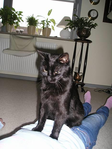 Blanding af racer Findus (oksnard) <33 - Laura din mave er dejlig blød billede 1