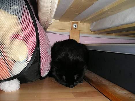 Blanding af racer Findus (oksnard) <33 - Findus leger gemme igen :D <33 billede 2