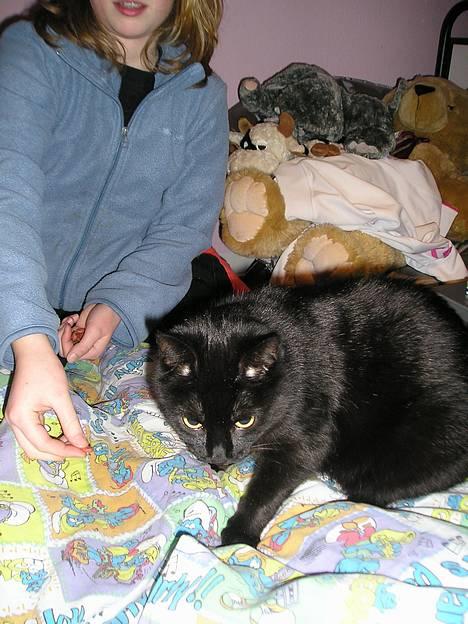 Blanding af racer Findus (oksnard) <33 - smukke oksi <33 billede 3