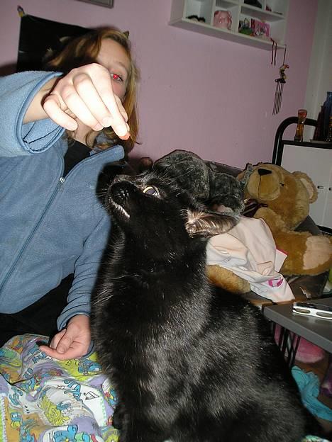 Blanding af racer Findus (oksnard) <33 - hun prøver at få det mad jeg har i hånden :D  billede 4