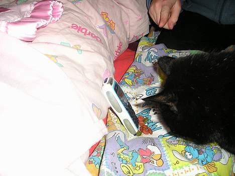 Blanding af racer Findus (oksnard) <33 - orv en smart ting hvad er det mon til ?? Hmm <33 :D billede 6