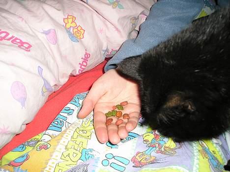 Blanding af racer Findus (oksnard) <33 - MuuuMs maaad :D  billede 8