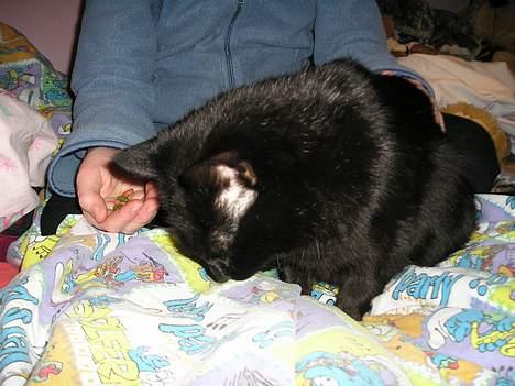 Blanding af racer Findus (oksnard) <33 - smukke slapper af :D billede 9