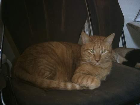 Blanding af racer Bamse (R.I.P) billede 9