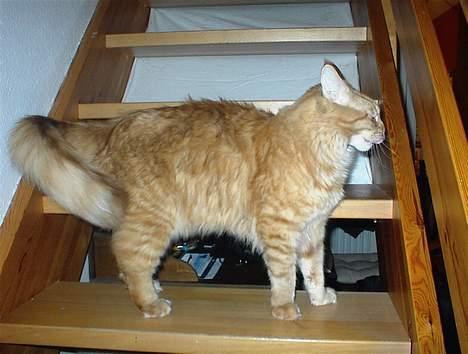 Maine Coon BALDER - jeg er verdens faaaaaligste mis..... billede 7