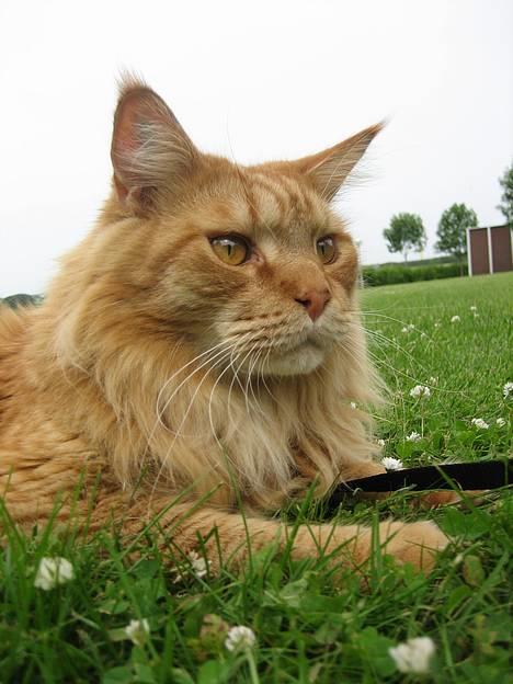 Maine Coon BALDER - hmm...hvad er nu det ??? billede 8