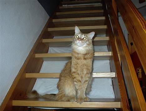 Maine Coon BALDER - dumme kamera - flyt det nu moar. billede 9