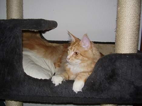 Maine Coon Tamora Pierce - Hvad er det shelly laver..... billede 13