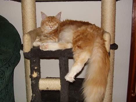 Maine Coon Tamora Pierce - Dase dase dase...... billede 14