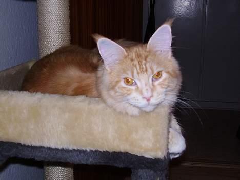 Maine Coon Tamora Pierce - Halløj der...... billede 15