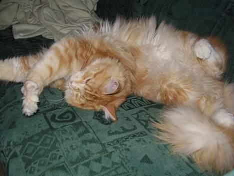 Maine Coon Tamora Pierce - Livet er skønt..... billede 16