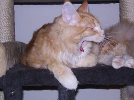 Maine Coon Tamora Pierce - Stor farlig tiger.......c",) billede 17